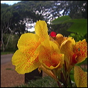 walk-in-waimea-087